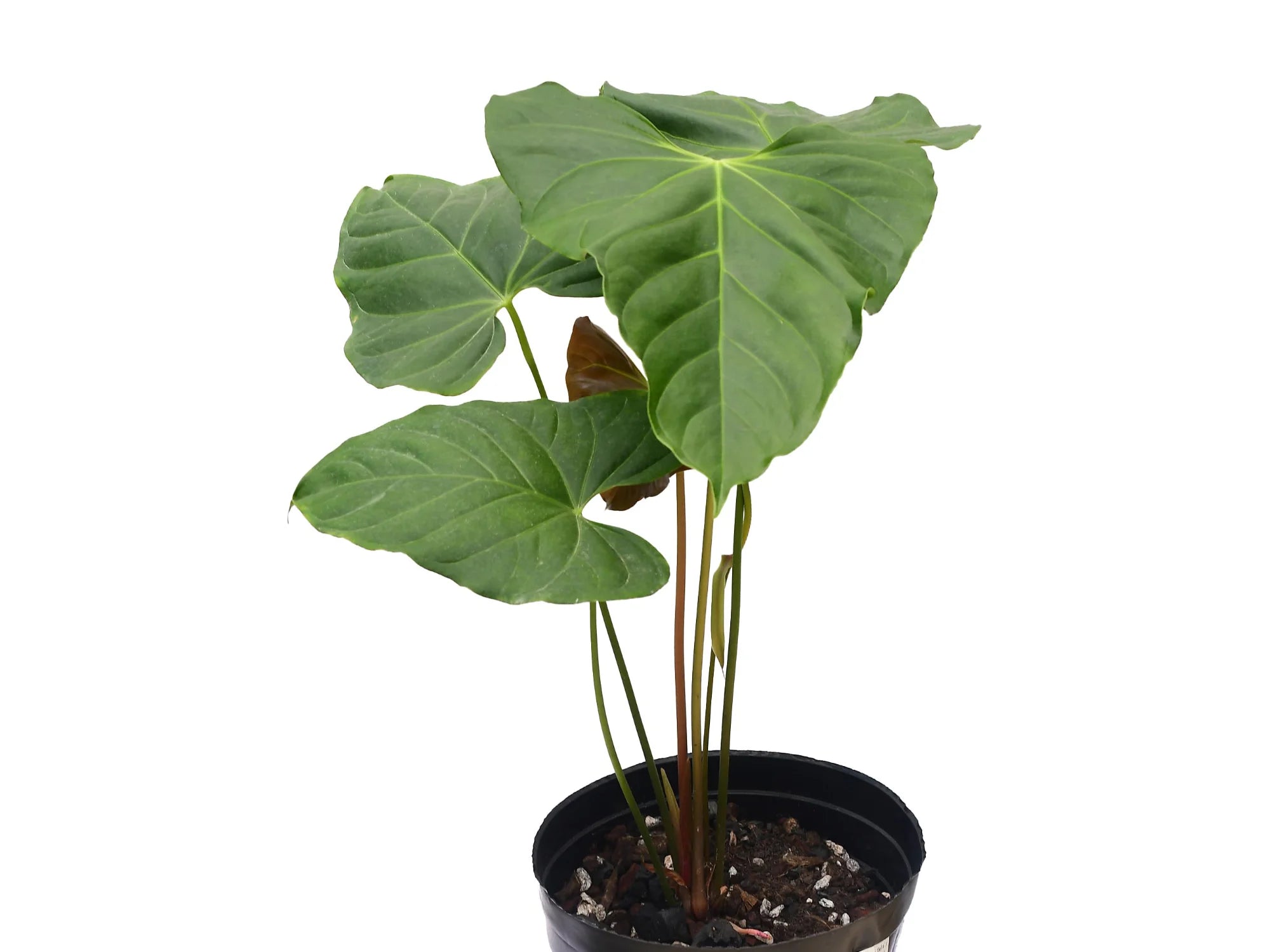Anthurium falcatum 'Delta' x Anthurium Magnificent Girl Anthurium falcatum 'Delta' x Anthurium Magnificent Girl