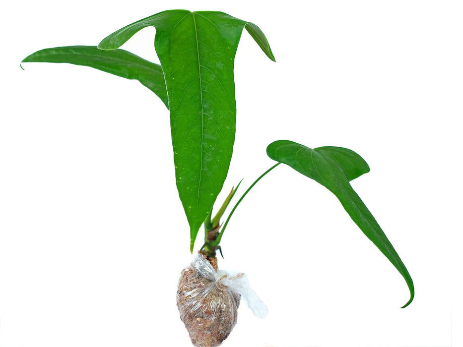 Anthurium falcatum Ecuagenera — Ecuagenera Orquídeas del Ecuador Anthurium falcatum Ecuagenera — Ecuagenera Orquídeas del Ecuador