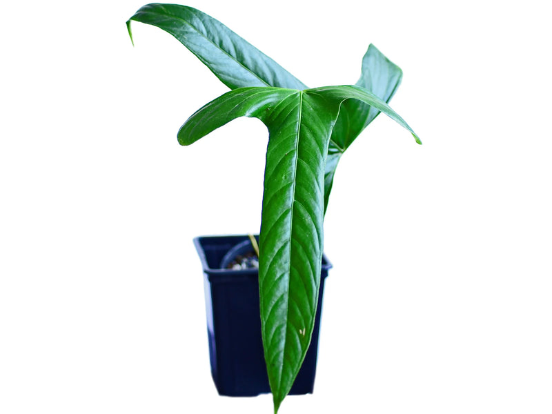 ecuagenera anthurium Anthurium falcatum Ecuagenera