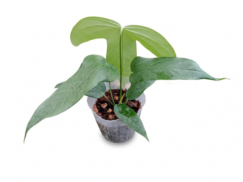 Anthurium falcatum mini