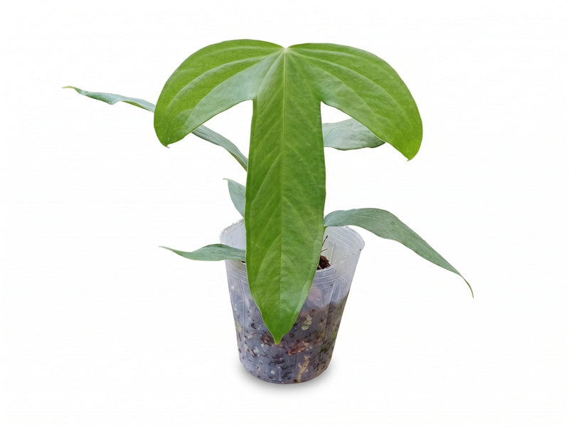 Anthurium falcatum mini