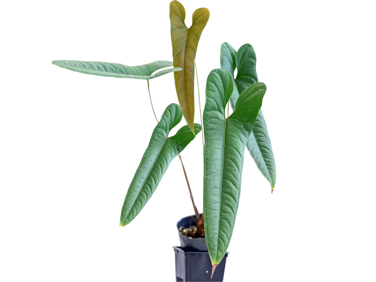 anthurium flavolineatum Anthurium flavolineatum