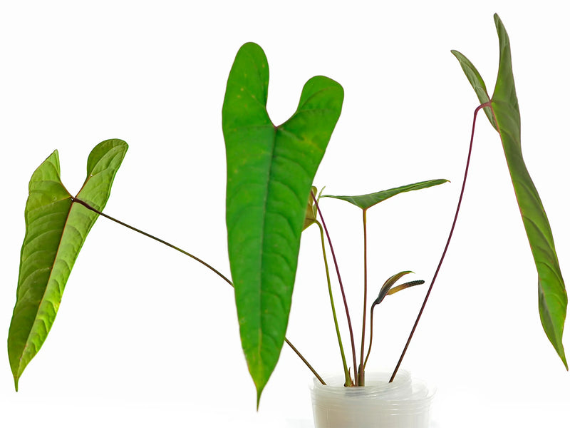 anthurium volare Anthurium flavolineatum