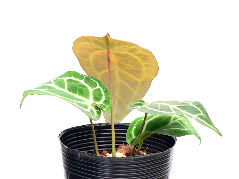 Anthurium forgetii 'Cup Leafs' x (Anth.Dr. Block F2 x NSE Red Crystal)