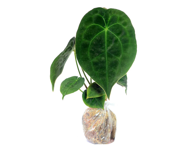 anthurium forgetii dark form Anthurium forgetii