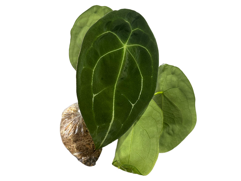 Anthurium forgetii white stripes