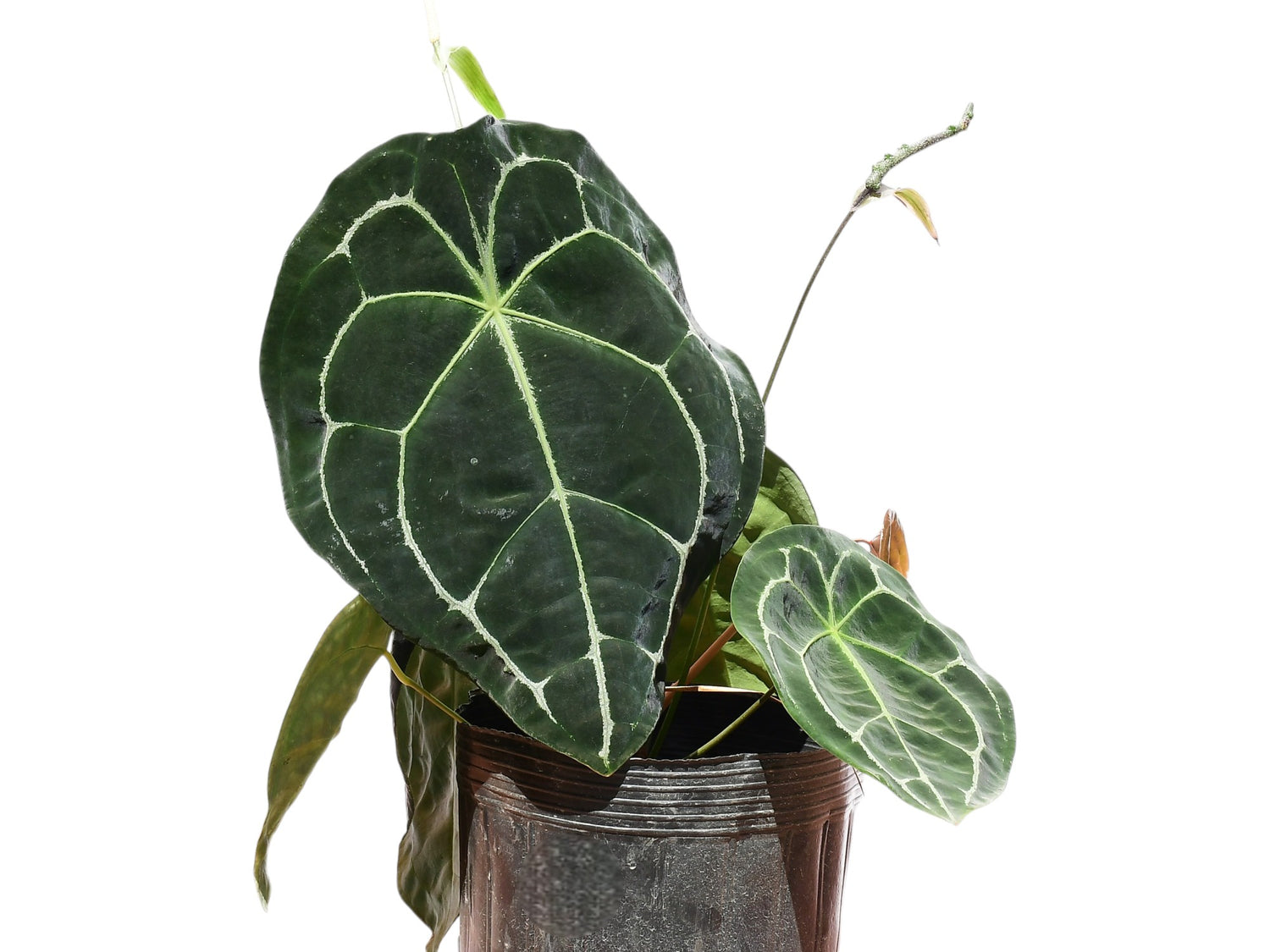 anthurium forgetii flower Anthurium forgetii white stripes — Ecuagenera Orquídeas del Ecuador