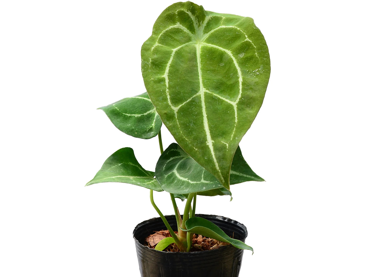 Anthurium forgetii white stripes (seedling) — Ecuagenera Orquídeas