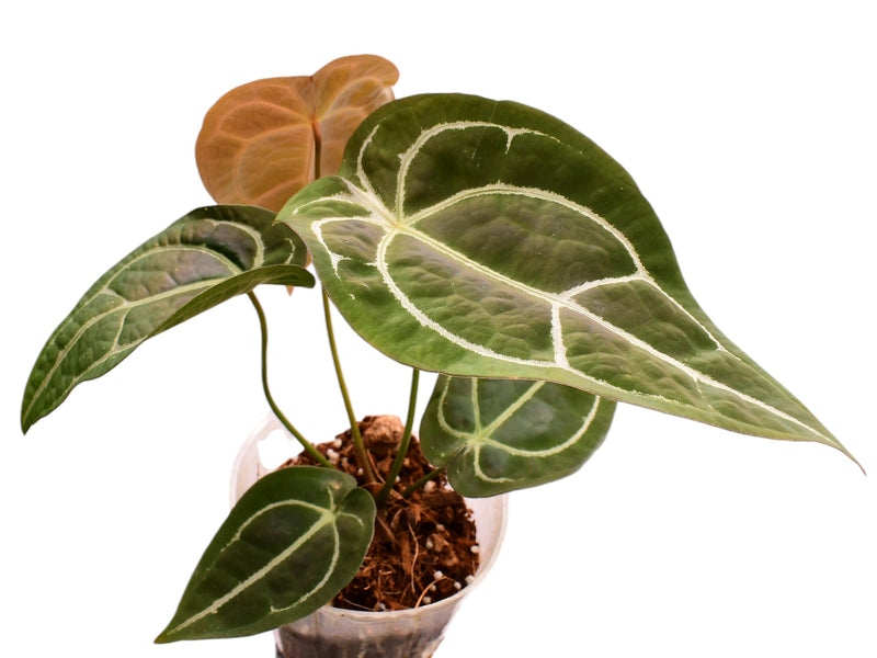 Anthurium forgetii x (Anth. Dr. Block F2 x NSE Red Crystal)