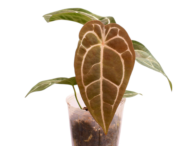 Anthurium forgetii x (Anth. Dr. Block F2 x NSE Red Crystal)