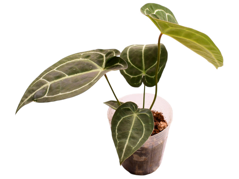 Anthurium forgetii x (Anth. Dr. Block F2 x NSE Red Crystal)