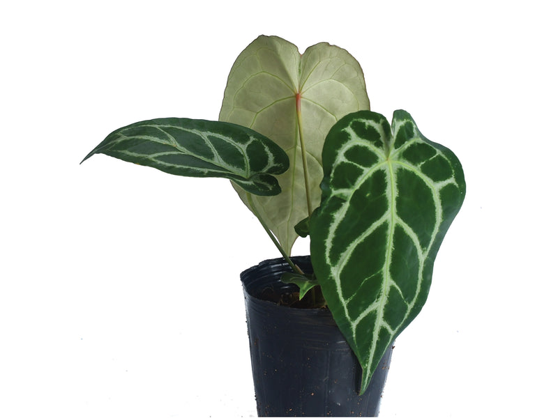 Anthurium forgetii x Anthurium Silver Blush