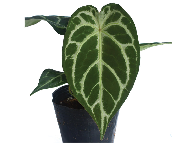 Anthurium forgetii x Anthurium Silver Blush