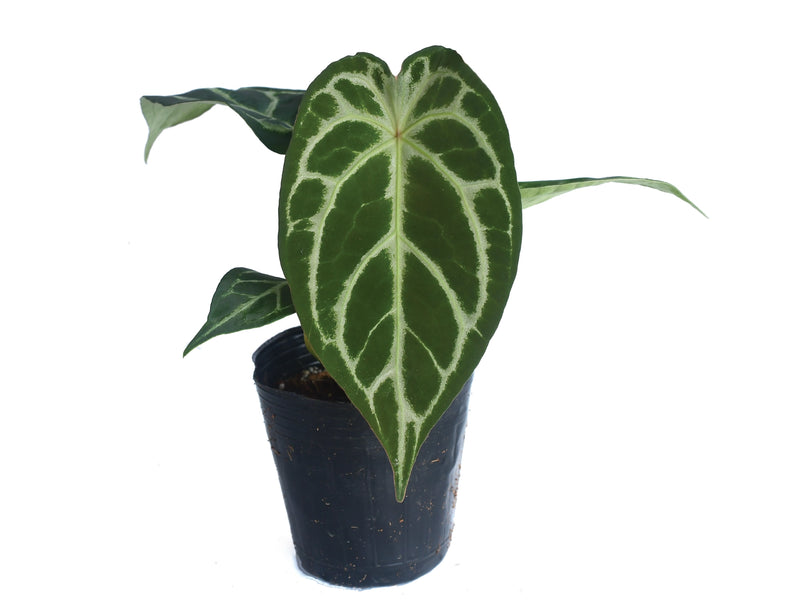 Anthurium forgetii x Anthurium Silver Blush