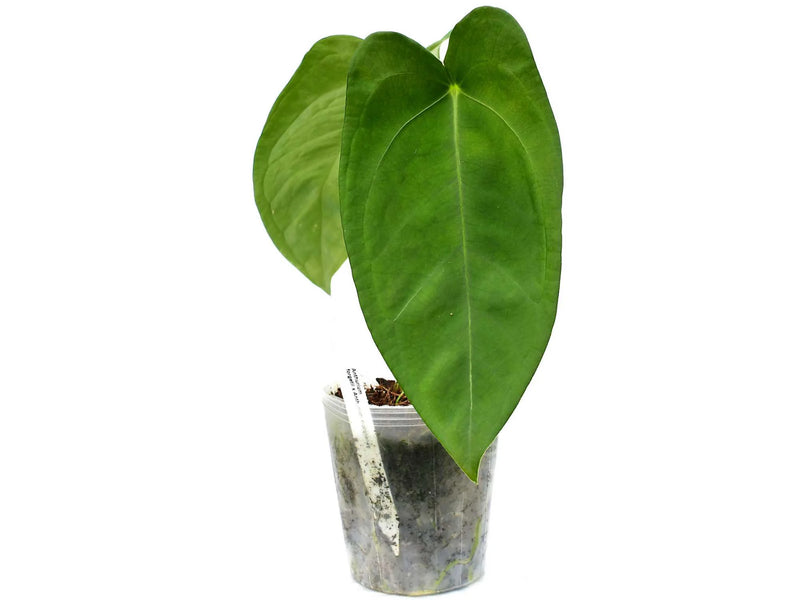 Anthurium Wonder