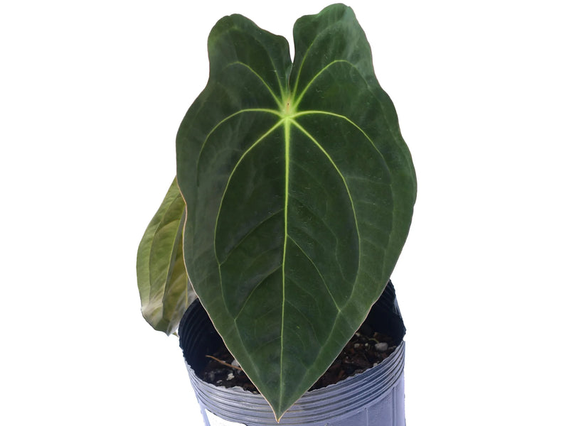 Anthurium Emerald Throne