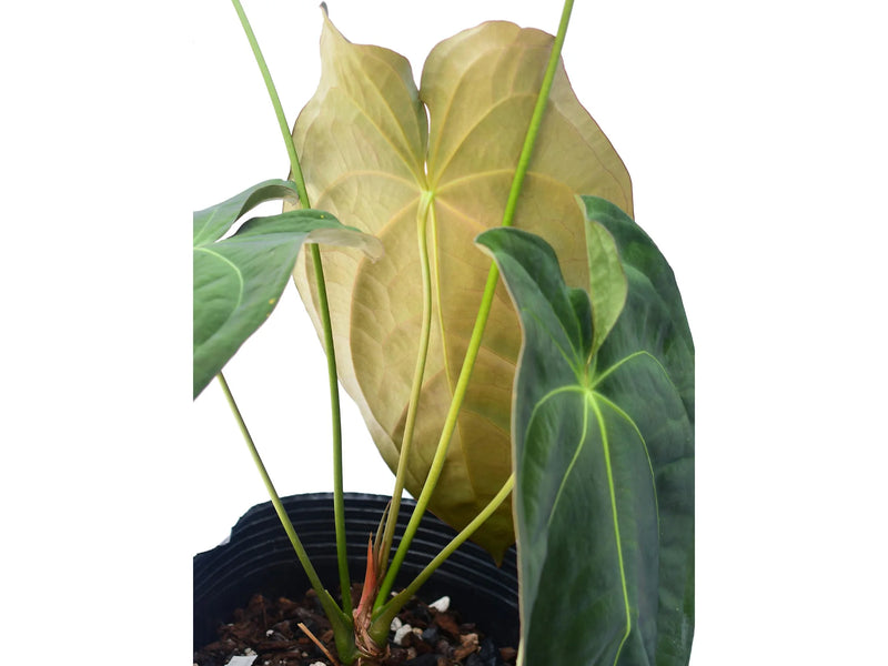 Anthurium Emerald Throne