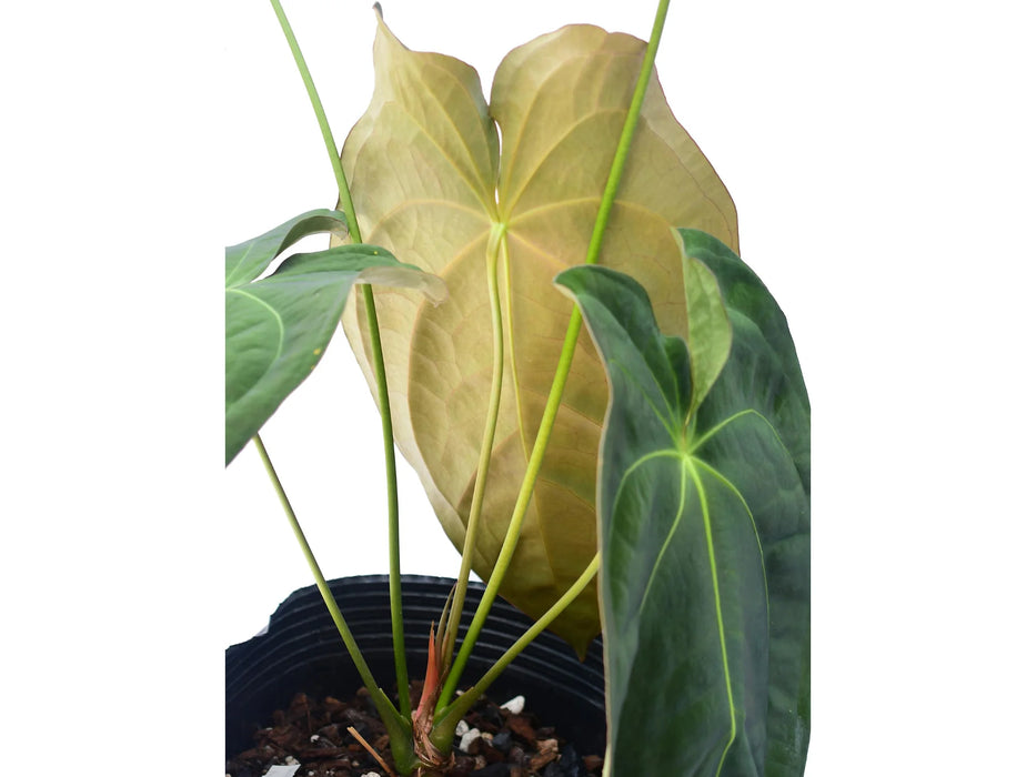 Anthurium forgetii x Anthurium papillilaminum