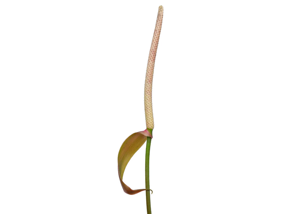 Anthurium forgetii x Anthurium recavum