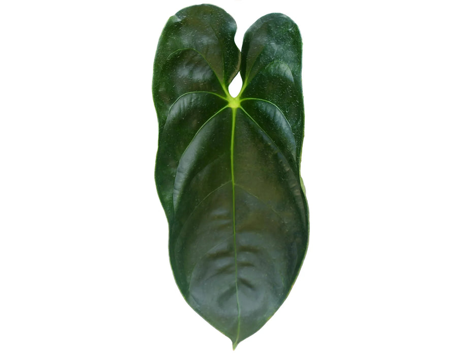 Anthurium forgetii x Anthurium recavum