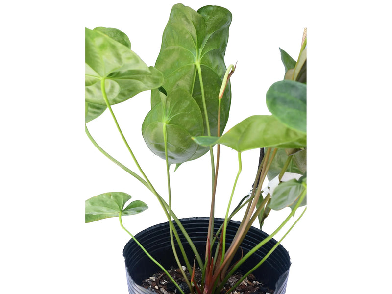 Anthurium Forest Majesty