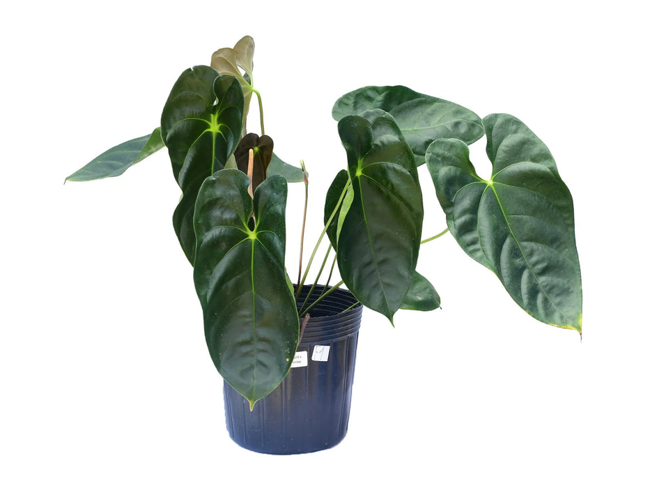 Anthurium forgetii x Anthurium recavum