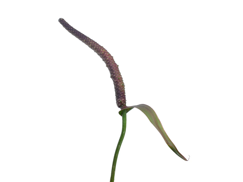 Anthurium Forest Majesty