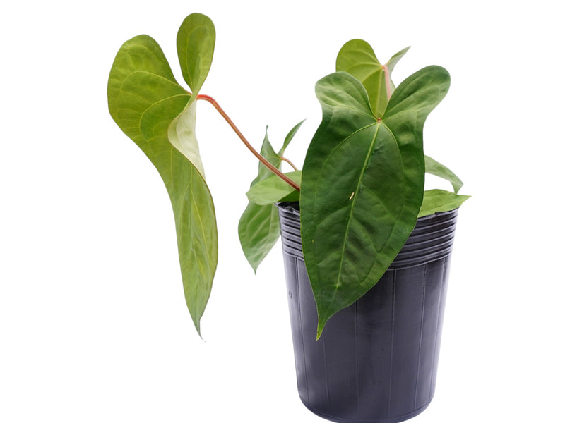 anthurium forgetii large Anthurium forgetii x Anthurium sagittatum 'Big' — Ecuagenera Orquídeas del Ecuador