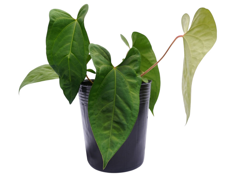 philodendron forgetii Anthurium forgetii x Anthurium sagittatum 'Big'