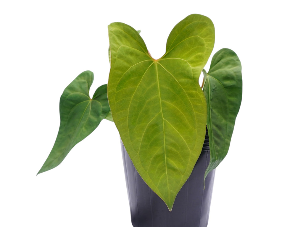 big anthurium Anthurium forgetii x Anthurium sagittatum 'Big'