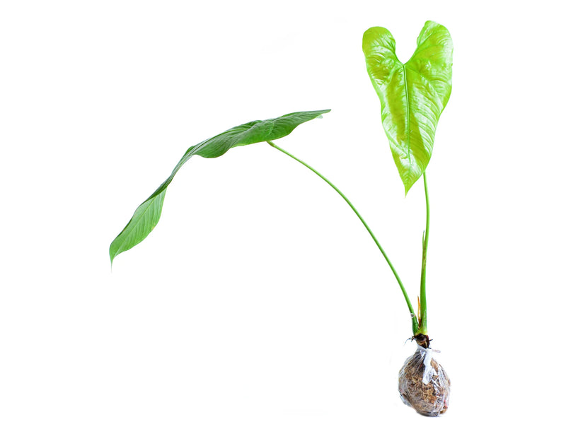 Anthurium formosum
