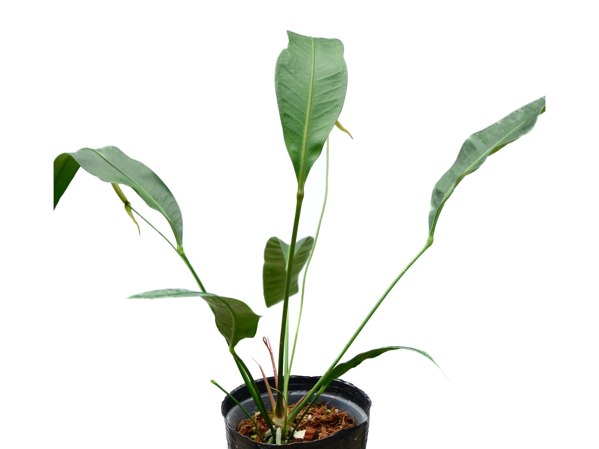 anthurium fornicifolium Anthurium fornicifolium