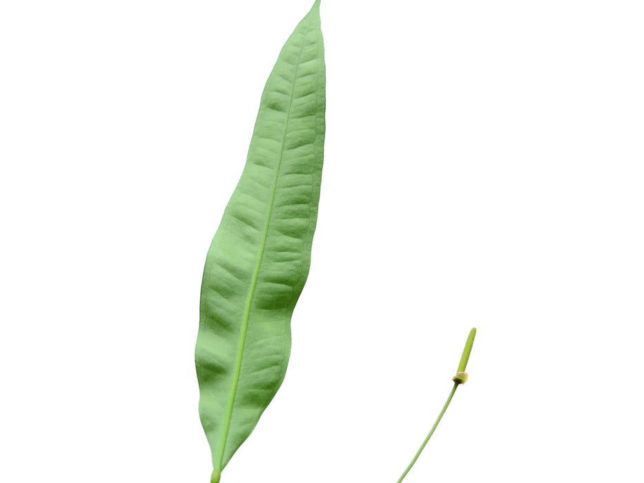 Anthurium fornicifolium