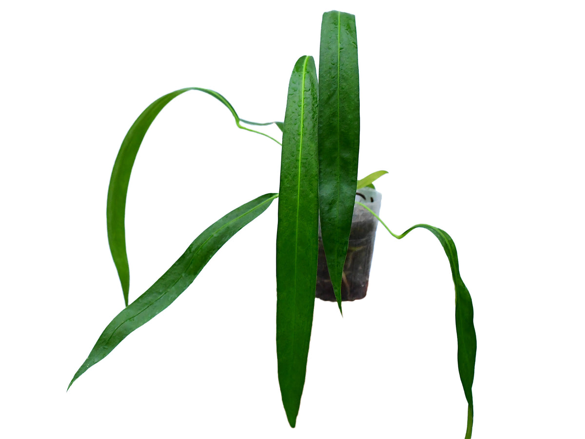 anthurium fredirch stalli Anthurium friedrichsthalii