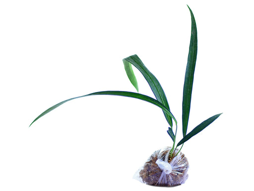 anthurium friedrichsthalii Anthurium friedrichsthalii