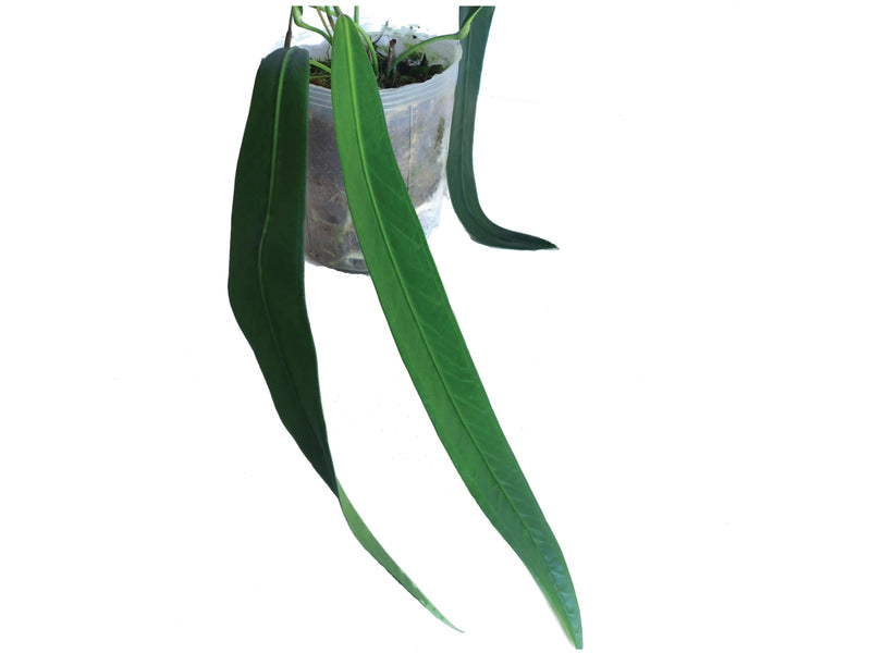 anthurium friedrichsthalii Anthurium friedrichsthalii 'Ecuagenera'
