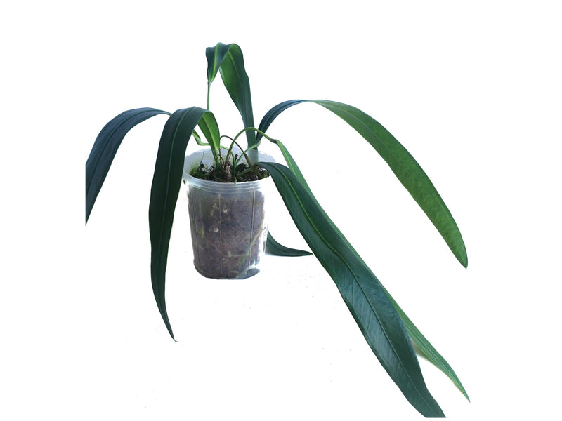 Anthurium friedrichsthalii 'Ecuagenera'