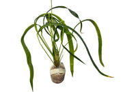 anthurium friedrichsthalii Anthurium friedrichsthalii — Ecuagenera Orquídeas del Ecuador