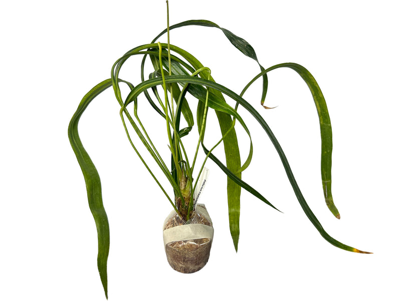 anthurium friedrichsthalii care Anthurium friedrichsthalii — Ecuagenera Orquídeas del Ecuador