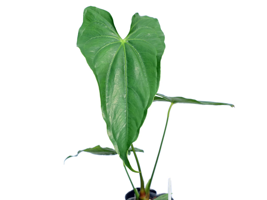 Anthurium giganteum