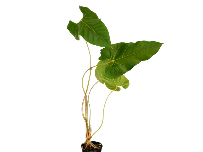 anthurium giganteum Anthurium giganteum cf