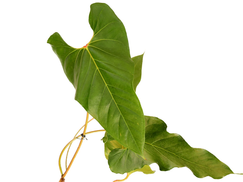 Anthurium giganteum cf