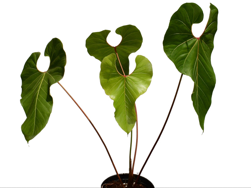 anthurium plants for sale philippines Anthurium giganteum