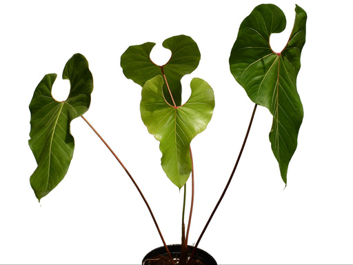 anthurium plant for sale in gampaha Anthurium giganteum — Ecuagenera Orquídeas del Ecuador