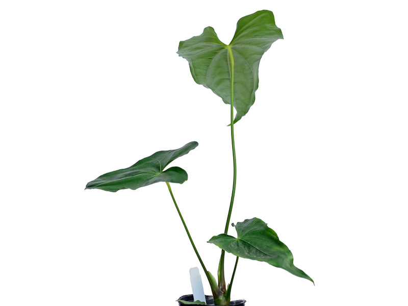 anthurium verde Anthurium giganteum verde