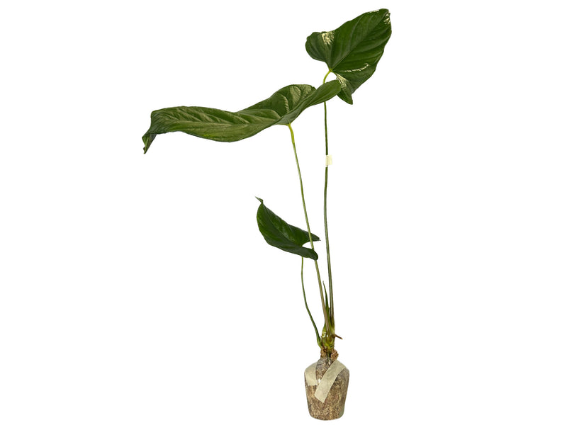 Anthurium giganteum verde