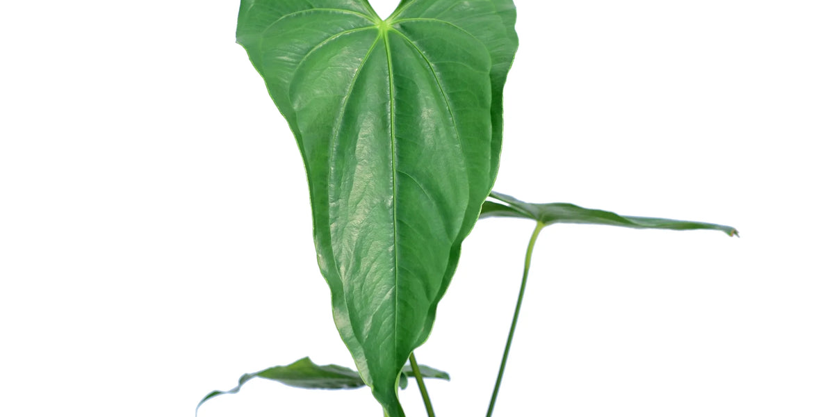 Anthurium giganteum verde — Ecuagenera Orquídeas del Ecuador