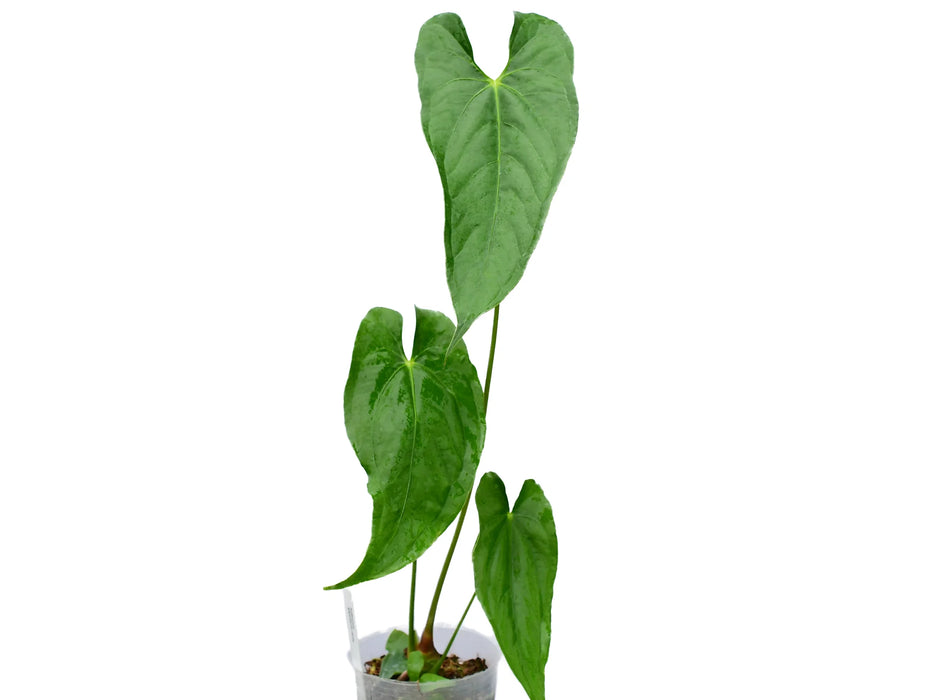 Anthurium giganteum verde