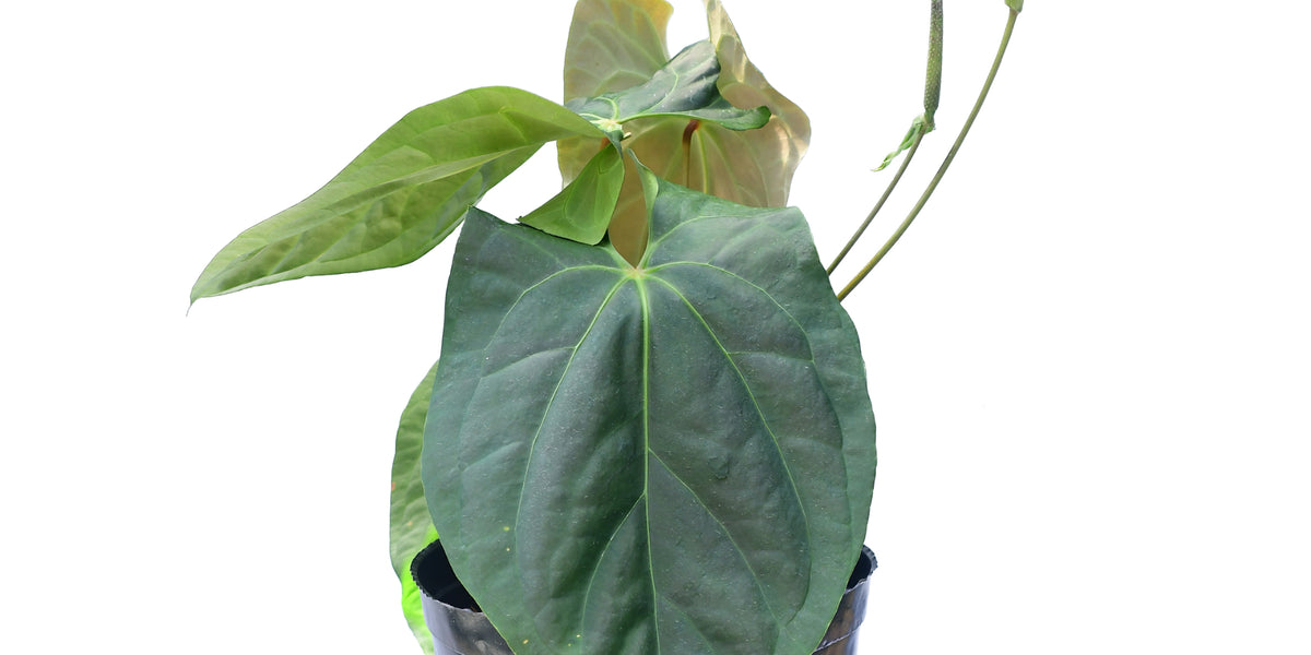 anthurium verde Anthurium Green Giant