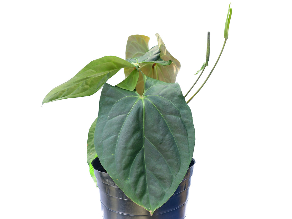 Anthurium giganteum verde x Anthurium besseae aff